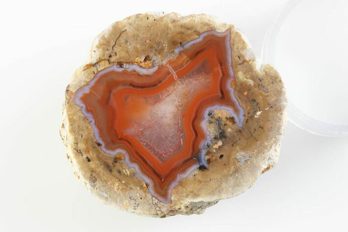 Polished Red Hot (Berrendo) Thunderegg Half - Mexico #373216